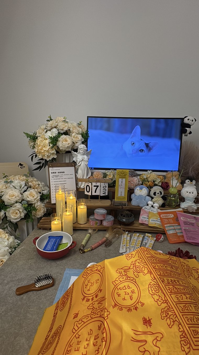 南京养宠家庭：宠物突然食欲下降，可能是身体在报警